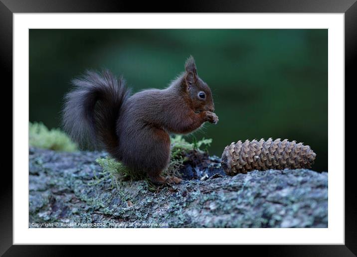 A close up of a squirrel Framed Mounted Print by Russell Finney