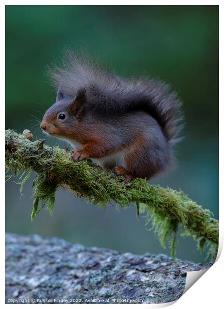 Red Squirrel Print by Russell Finney