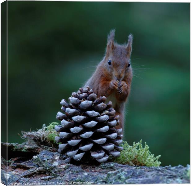 Red Squirrel Canvas Print by Russell Finney