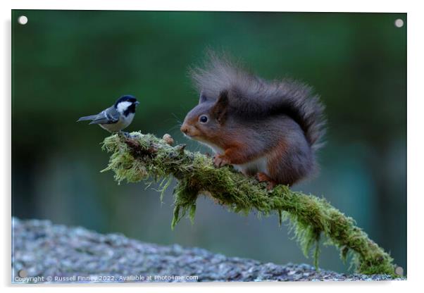 Red Squirrel Acrylic by Russell Finney