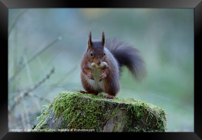 Red Squirrel Framed Print by Russell Finney