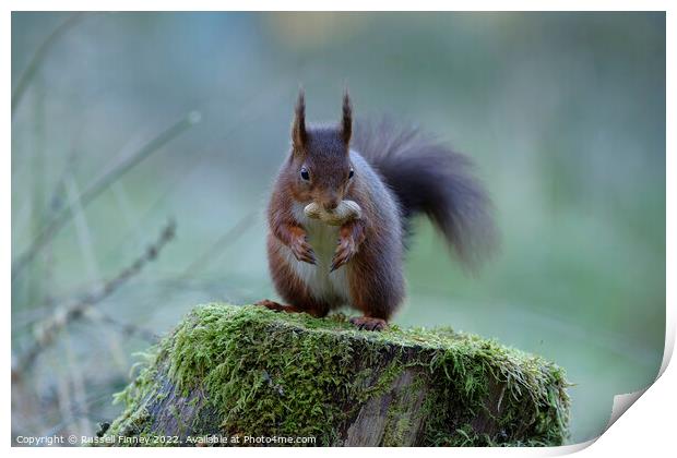Red Squirrel Print by Russell Finney