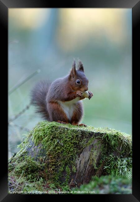 Red Squirrel Framed Print by Russell Finney