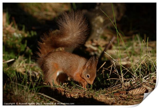 Red squirrel  Print by Russell Finney