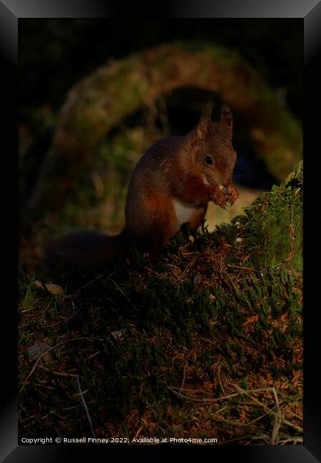 Red squirrel  Framed Print by Russell Finney