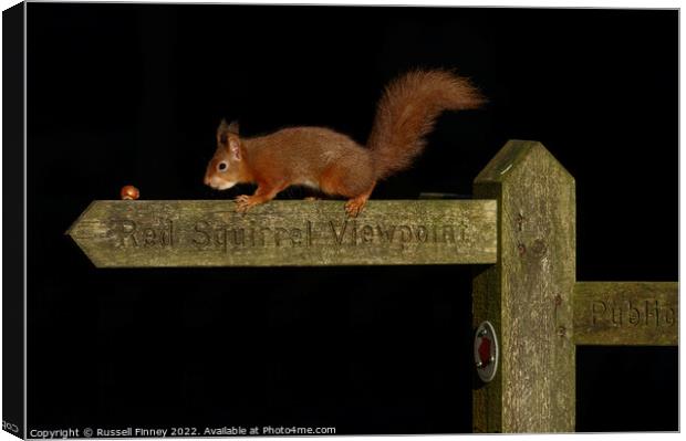 Red squirrel   Canvas Print by Russell Finney