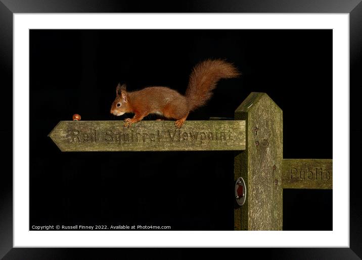 Red squirrel   Framed Mounted Print by Russell Finney