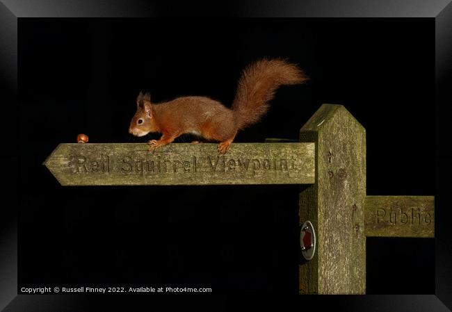 Red squirrel   Framed Print by Russell Finney