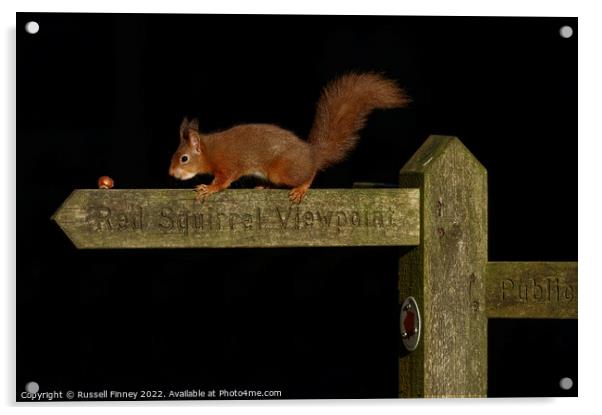 Red squirrel   Acrylic by Russell Finney