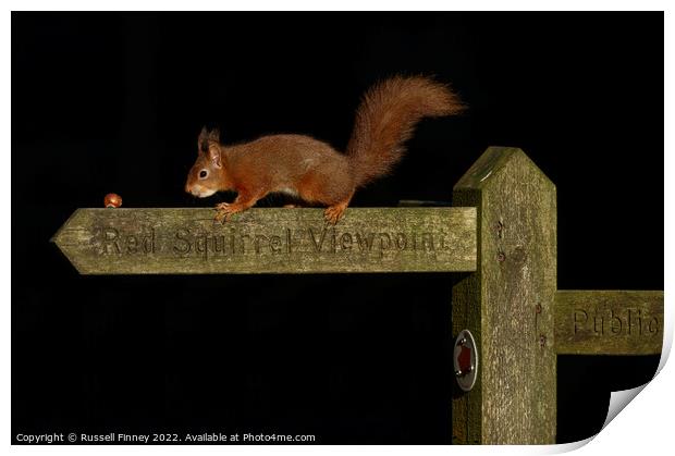 Red squirrel   Print by Russell Finney