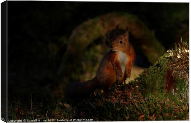Red squirrel  Canvas Print by Russell Finney