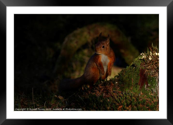Red squirrel  Framed Mounted Print by Russell Finney