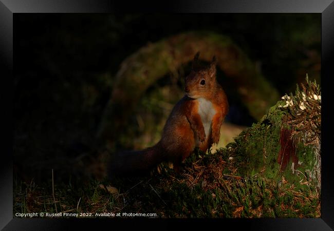 Red squirrel  Framed Print by Russell Finney