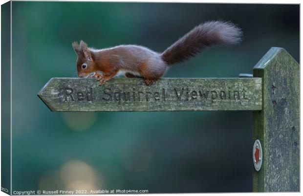 Red squirrel  Canvas Print by Russell Finney