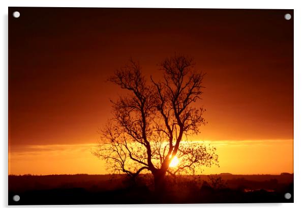 Cotswold sunrise  Acrylic by Simon Johnson