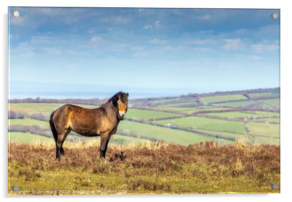 Exmoor Pony Acrylic by Jim Monk