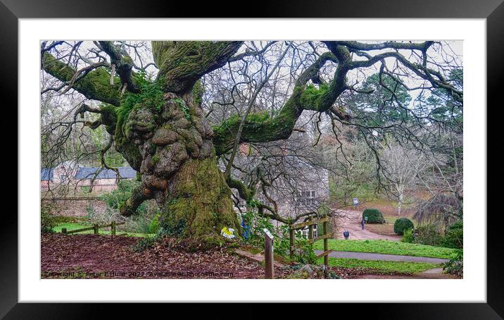 Sweet Chestnut Tree Cockington Torquay Framed Mounted Print by Peter F Hunt