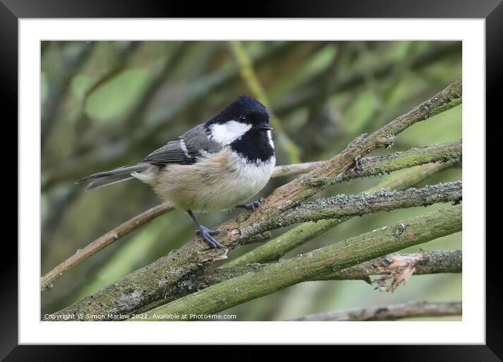 Delicate Coal Tit Framed Mounted Print by Simon Marlow