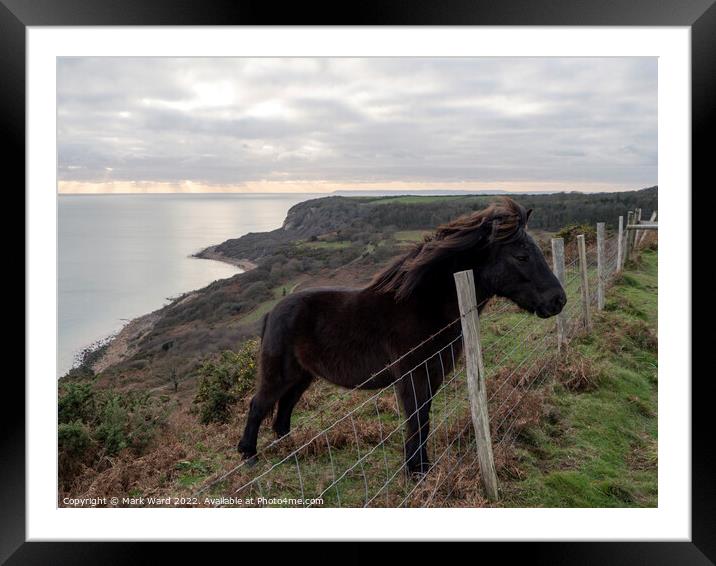 Exmoor Pony on Fairlight Hills. Framed Mounted Print by Mark Ward
