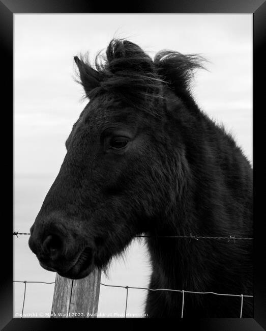 Portrait of an Exmoor Pony. Framed Print by Mark Ward