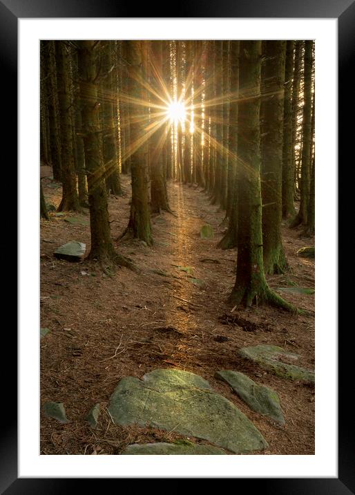Sunburst in a pine tree forest Framed Mounted Print by Leighton Collins