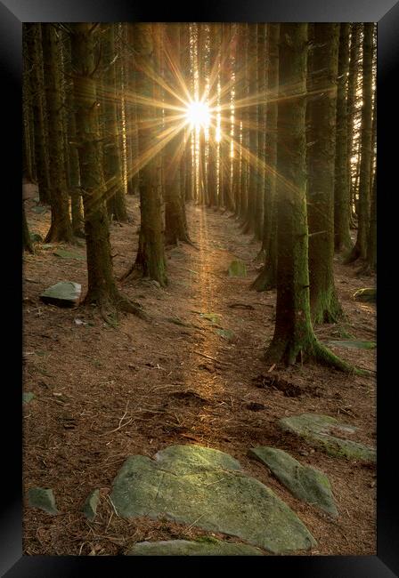 Sunburst in a pine tree forest Framed Print by Leighton Collins