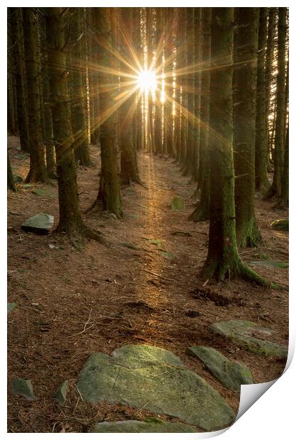 Sunburst in a pine tree forest Print by Leighton Collins