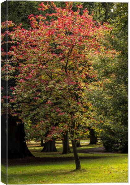 Red Maple tree Canvas Print by Phil Crean