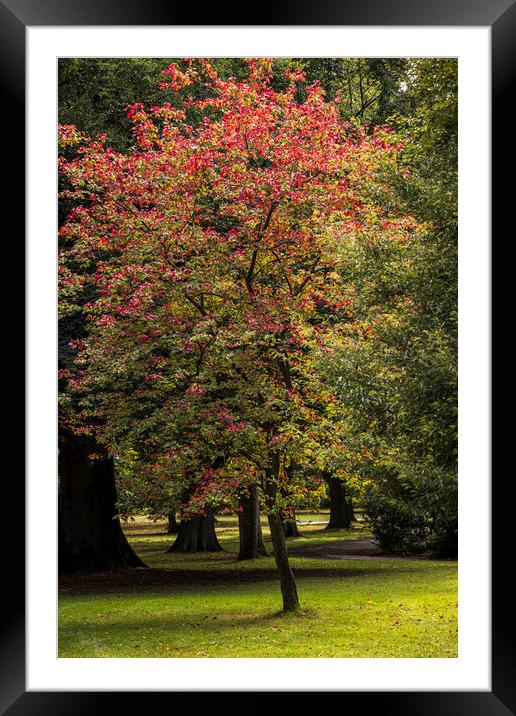 Red Maple tree Framed Mounted Print by Phil Crean