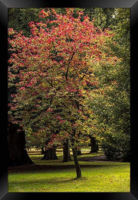 Red Maple tree Framed Print by Phil Crean