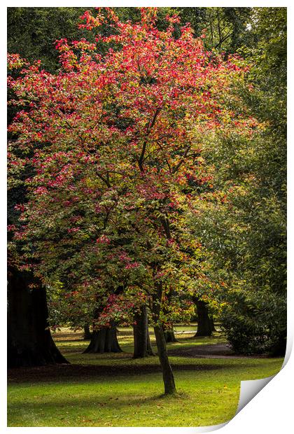 Red Maple tree Print by Phil Crean