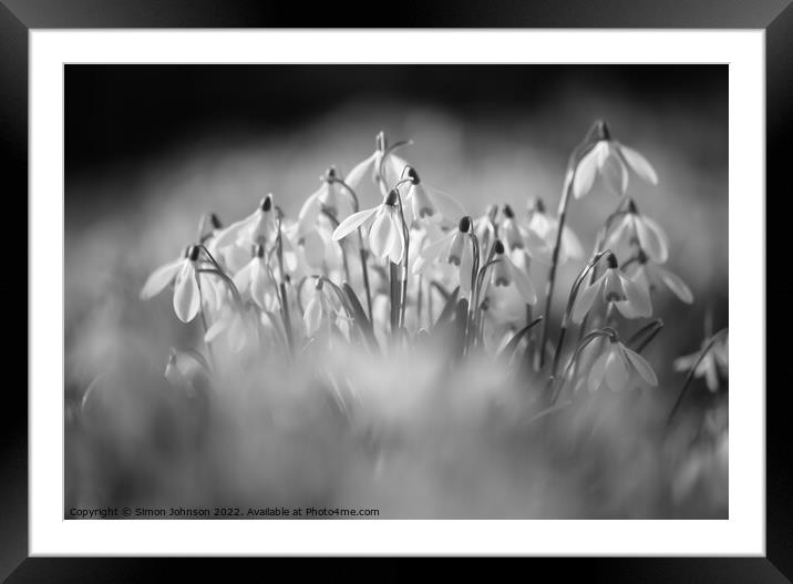  Snowdrop flowers Framed Mounted Print by Simon Johnson