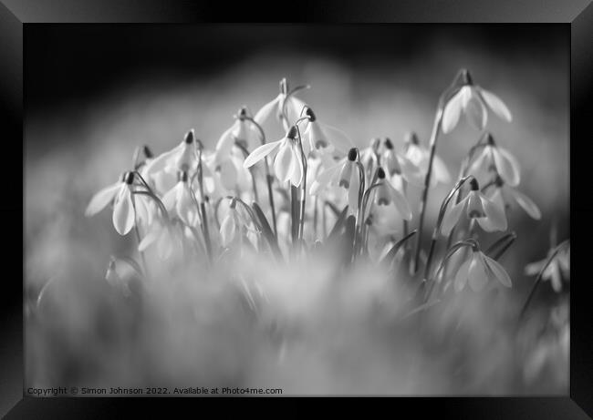  Snowdrop flowers Framed Print by Simon Johnson