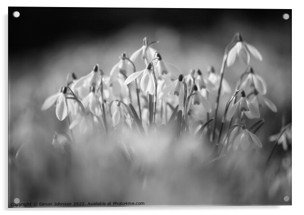  Snowdrop flowers Acrylic by Simon Johnson