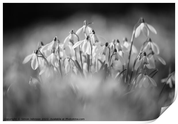  Snowdrop flowers Print by Simon Johnson