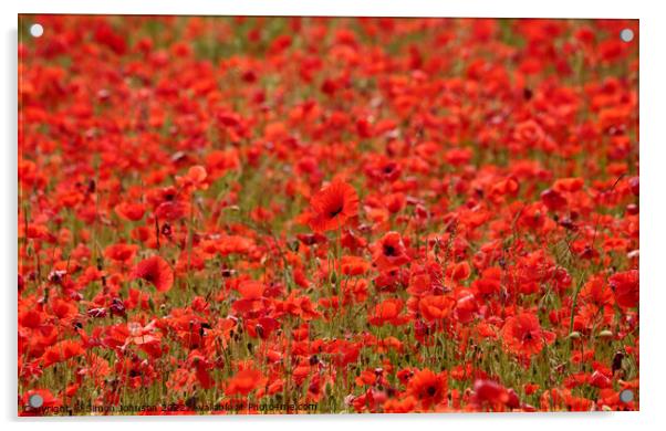 poppys galore Acrylic by Simon Johnson