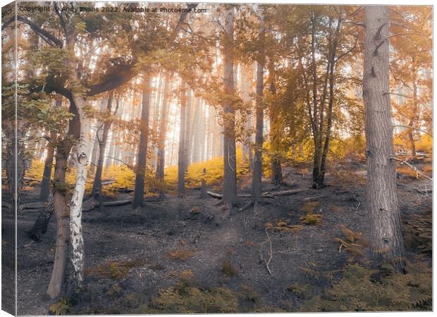 Dawn Autumn Forest Canvas Print by Andy Evans