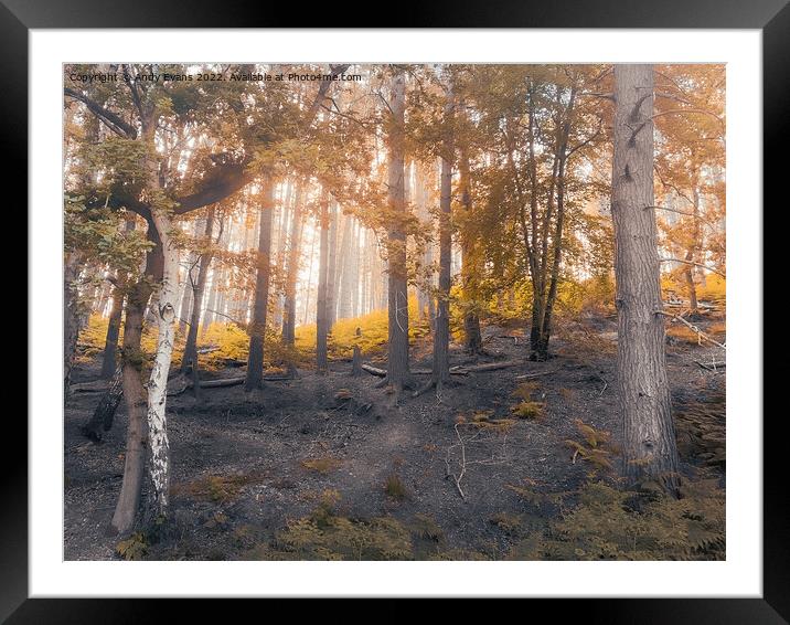 Dawn Autumn Forest Framed Mounted Print by Andy Evans