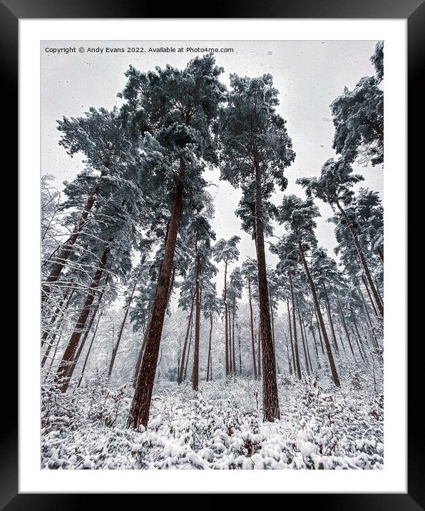 Winter forest  Framed Mounted Print by Andy Evans