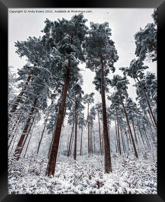 Winter forest  Framed Print by Andy Evans