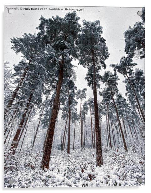 Winter forest  Acrylic by Andy Evans