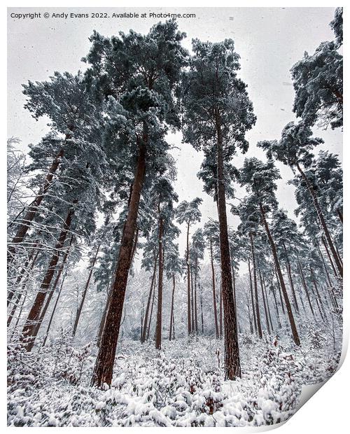 Winter forest  Print by Andy Evans