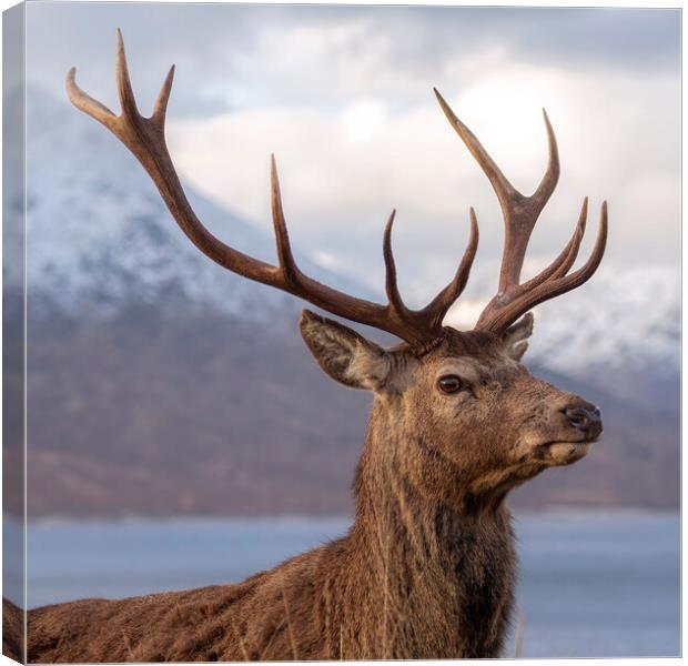 Red Deer Stag in Scotland Canvas Print by Derek Beattie