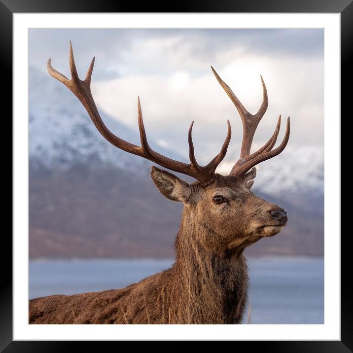 Red Deer Stag in Scotland Framed Mounted Print by Derek Beattie