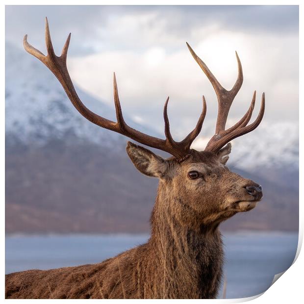 Red Deer Stag in Scotland Print by Derek Beattie