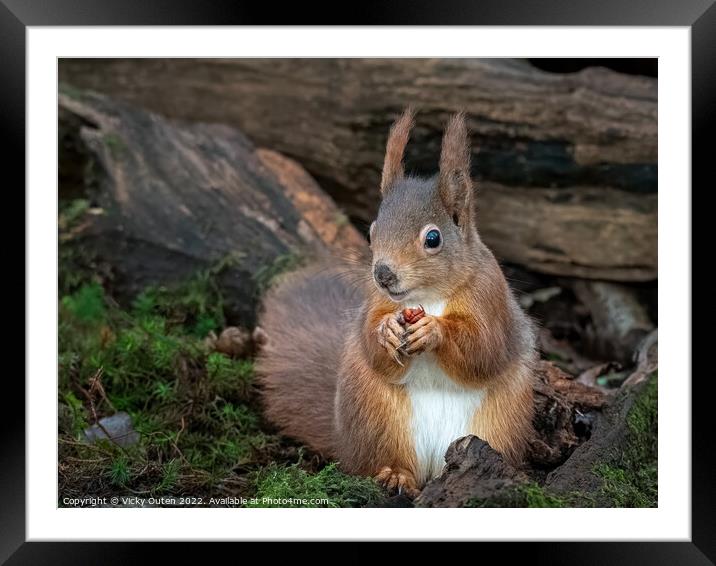 A red squirrel sitting eating a nut in the logs Framed Mounted Print by Vicky Outen