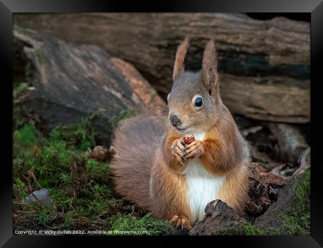 A red squirrel sitting eating a nut in the logs Framed Print by Vicky Outen