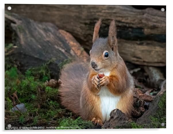 A red squirrel sitting eating a nut in the logs Acrylic by Vicky Outen