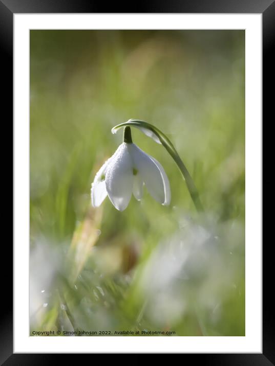 snowdrop Framed Mounted Print by Simon Johnson