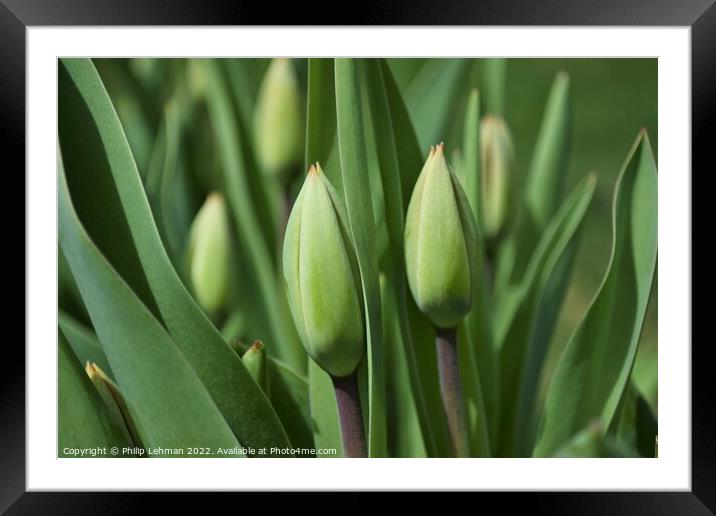 Closed Tulips Framed Mounted Print by Philip Lehman